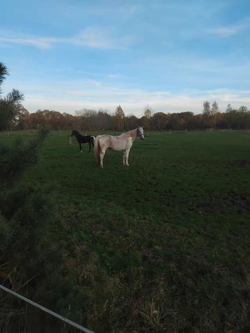 Lieve blauw  bonte schimmel merrie  beschikbaar voor biedingen
