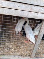 Witte loop eenden 3 stuks, Dieren en Toebehoren, Pluimvee, Meerdere dieren, Eend