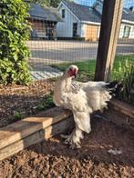 BRAHMA HAAN, Dieren en Toebehoren, Pluimvee, Mannelijk, Kip