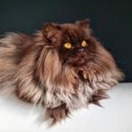 Chokolaa  poesje, Poes, Gechipt, 3 tot 5 jaar