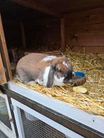Dwerghangoor/dwerghangoorkonijn/dwerg konijn/konijn/voedster, Dieren en Toebehoren, Konijnen, Vrouwelijk, Dwerg, Hangoor, 3 tot 5 jaar
