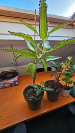 Grote Mother of Thousands / Bommenwerper / Kalanchoe daigrem, Huis en Inrichting, Kamerplanten, Ophalen, Halfschaduw, Minder dan 100 cm