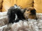 2 langharige ras cavia zeugjes 6 mnd oud!, Dieren en Toebehoren, Cavia, Februari, Vrouwelijk, Tam