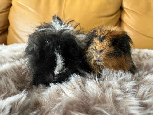 2 langharige ras cavia zeugjes 6 mnd oud!, Dieren en Toebehoren, Knaagdieren, Vrouwelijk, Cavia, Februari, Tam