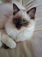 Ragdoll kittens 1 kater en 1 poes en 1 herplaatser, Poes, 0 tot 2 jaar