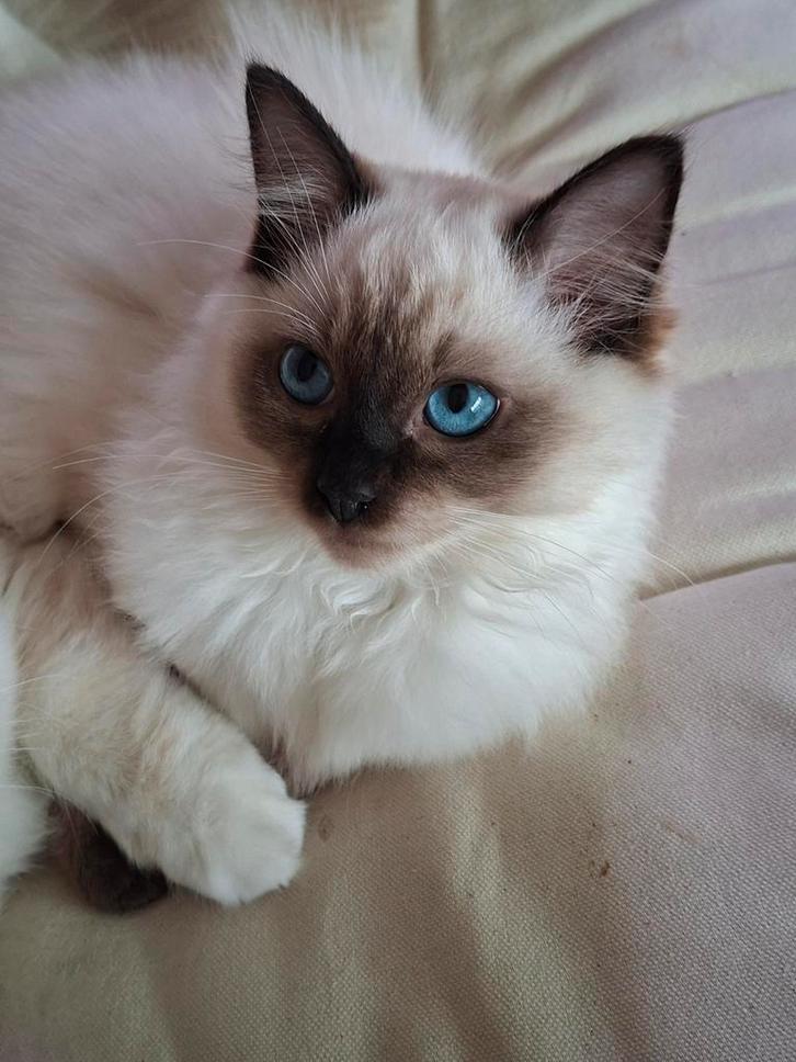 Ragdoll kittens 1 kater en 1 poes en 1 herplaatser, Dieren en Toebehoren, Katten en Kittens | Raskatten | Langhaar, Poes, 0 tot 2 jaar