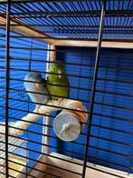 Forpussen in kooi, Meerdere dieren, Parkiet