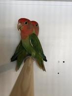Koppel roze collie, Meerdere dieren, Dwergpapegaai of Agapornis