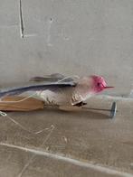 Vogel speelgoed  carlotte antiek en brocante, Ophalen of Verzenden