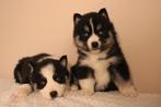 Lieve, Knappe Pomsky Puppy’s Beschikbaar, 8 tot 15 weken, Poolhond, Parvo, Meerdere