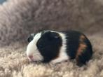 Knap cavia zeugje geboren begin augustus, Dieren en Toebehoren, Knaagdieren, Augustus, Vrouwelijk, Cavia