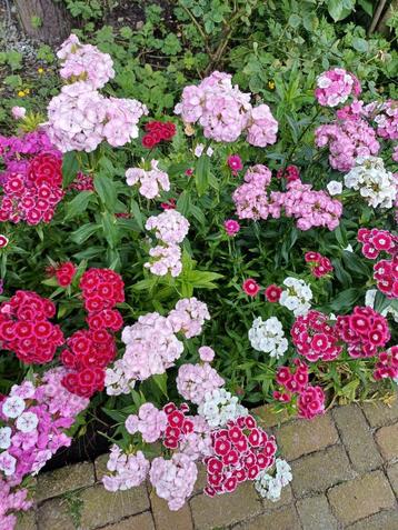 Duizendschoon Mix Zaden - Kleurrijke Bloemen beschikbaar voor biedingen