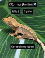 Wimpergekko / crested gecko, Hagedis, 0 tot 2 jaar