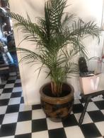 Eggjar met palm, Ophalen of Verzenden, Bloeit niet, Overige soorten, Volle zon