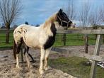 Prachtige jonge merrie te koop, Dieren en Toebehoren, Paarden, Merrie, Minder dan 160 cm, Gechipt, Dressuurpaard