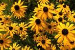 Stekjes van de gele zonnehoed, Tuin en Terras, Bloembollen en Zaden, Ophalen, Gehele jaar, Volle zon, Wortelstok