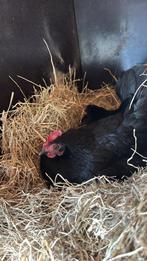 Kuikens serama x sussex en 4 sussex kippen en 1 haan (mix), Dieren en Toebehoren, Meerdere dieren, Kip