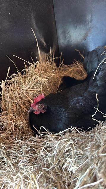 Kuikens serama x sussex en 4 sussex kippen en 1 haan (mix) beschikbaar voor biedingen