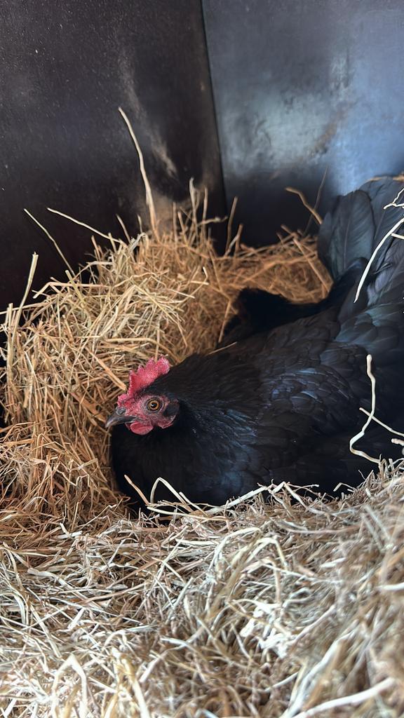 Kuikens serama x sussex en 4 sussex kippen en 1 haan (mix), Dieren en Toebehoren, Pluimvee, Kip, Meerdere dieren