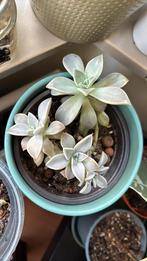 Vetplant, Ophalen, Overige soorten, Minder dan 100 cm