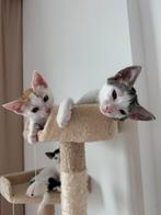 Lieve, knuffelige kittens gered uit Dubai zoeken een huisje