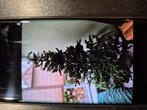 Kerstboom incl voet, gratis, Diversen, Kerst, Ophalen, Zo goed als nieuw