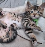 Twee (mogelijk) halve Bengaaltjes,nu 6wk, zoeken nieuw thuis, Dieren en Toebehoren, Meerdere dieren, Ontwormd