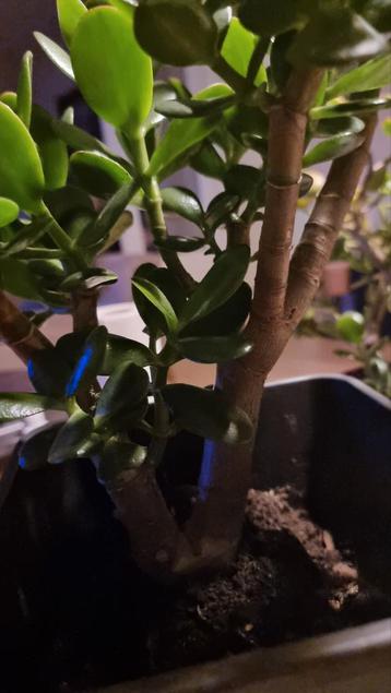 Mooie Vetplant voor Binnen! beschikbaar voor biedingen