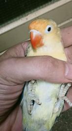 Prachtige piep jonge agapornis fisheri YF violet euwing pop, Vrouwelijk, Dwergpapegaai of Agapornis, Geringd