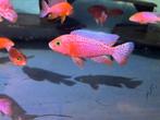 Malawi Firefish ( rood), Dieren en Toebehoren, Vissen | Aquariumvissen, Vis