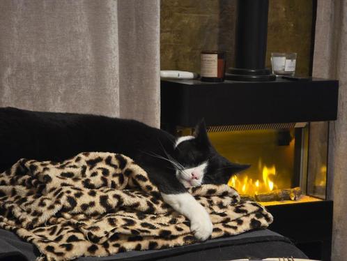 Weekendoppas gezocht voor katten en evt paarden, Diensten en Vakmensen, Dieren | Katten | Verzorging, Oppas en Les, Particuliere oppas