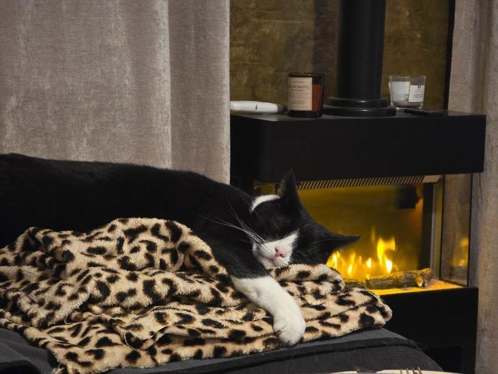 Weekendoppas gezocht voor katten en evt paarden, Diensten en Vakmensen, Dieren | Katten | Verzorging, Oppas en Les, Particuliere oppas