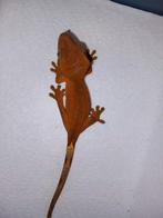Mooie wimper gekko's te koop!, Hagedis, Tam, 0 tot 2 jaar