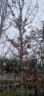 Bomenopruiming. 2 carpinus betulus 18/20 cm, Tuin en Terras, Planten | Bomen, Ophalen of Verzenden, Halfschaduw, Overige soorten