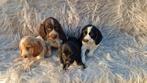 Cocker Spaniel pups, op zoek naar hun gouden mandjes, Dieren en Toebehoren, Parvo, Nederland, 8 tot 15 weken, Meerdere