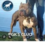 American bully xl Gezocht BGK Bloed teef !, Dieren en Toebehoren, Overige rassen, 8 tot 15 weken, Teef, Eén hond