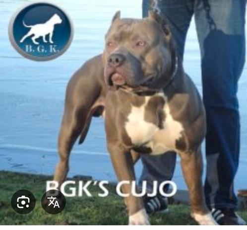 American bully xl Gezocht BGK Bloed teef !, Dieren en Toebehoren, Honden | Bulldogs, Pinschers en Molossers, Teef, Overige rassen
