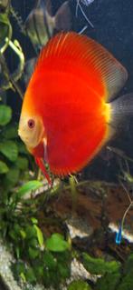 Discusvissen, Vis, Zoetwatervis