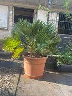 Tekoop 2 Chamaerops humilis vulcan, Ophalen of Verzenden, Minder dan 100 cm, Zomer, Palmboom