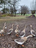 Ganzen te koop., Dieren en Toebehoren, Pluimvee, Meerdere dieren, Gans of Zwaan