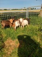 Leuke lieve dwerggeitjes, Dieren en Toebehoren, Meerdere dieren, Geit, 0 tot 2 jaar
