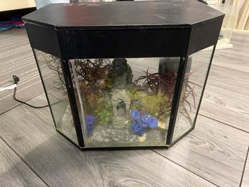 30l aquarium met toebehoren beschikbaar voor biedingen