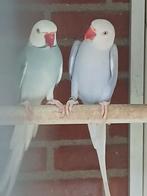 Halsband parkieten, Dieren en Toebehoren, Meerdere dieren, Parkiet, Geringd