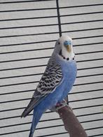 Parkiet, Dieren en Toebehoren, Vogels | Parkieten en Papegaaien