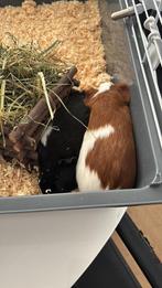 Cavia’s te koop, Cavia, Augustus, Meerdere dieren, Tam