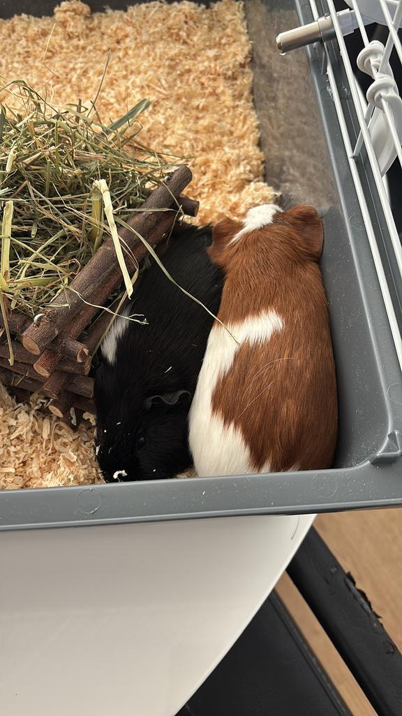 Cavia’s te koop, Dieren en Toebehoren, Knaagdieren, Meerdere dieren, Cavia, Augustus, Tam