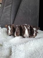 Cavia beertje ( en 1 kooi beschikbaar 140×70 ), Cavia, Mannelijk, Januari, Tam