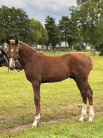 Dressuurhengstveulen (One Million x Manno), Hengst, Dressuurpaard, Gechipt, 0 tot 2 jaar
