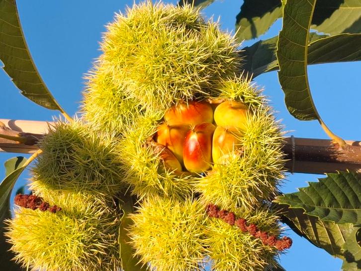 castanea sativa eetbare vruchten tamme kastanje, Tuin en Terras, Planten | Bomen, Overige soorten, Volle zon, Zomer, In pot, Ophalen