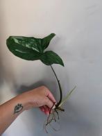 stek 2, syngonium Albo Variegata, Huis en Inrichting, Kamerplanten, Ophalen of Verzenden, Halfschaduw, Minder dan 100 cm